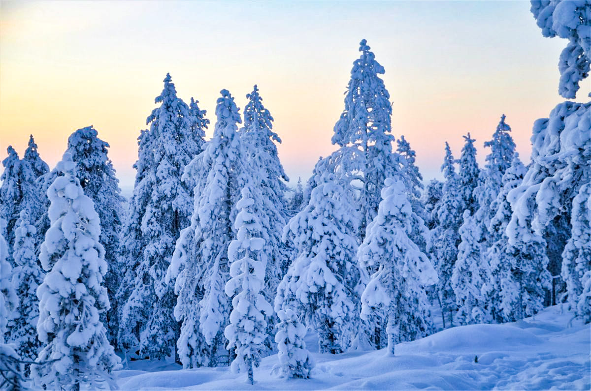 Wilderness Survival Tour with Wild About Lapland