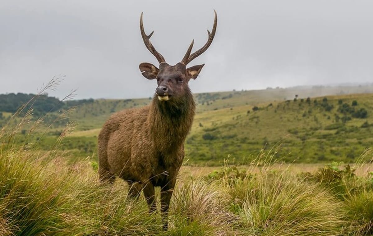 3 Days All Inclusive Kandy Nuwara-Eliya Tour From Colombo