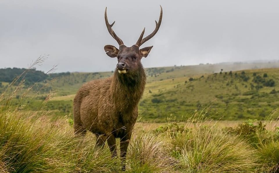 All-Inclusive 3-Day Nature Tour of Kandy and Nuwara Eliya