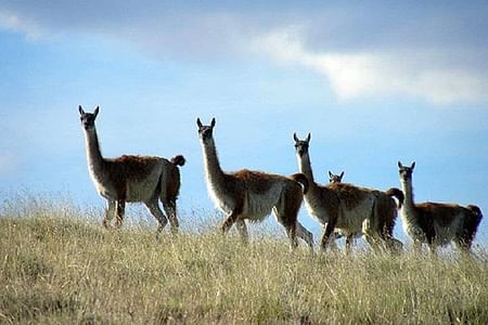 El Calafate 4×4 Safari: Discover Estancia 25 de Mayo & Patagonia’s History