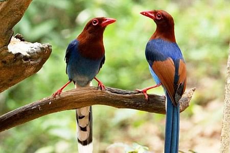 Bird Watching and Cycling Adventure in Kitulgala's Nature Trails