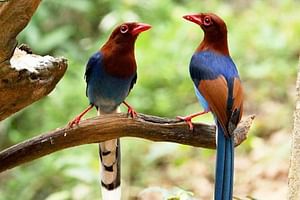 Bird Watching and Cycling expedition in Kitulgala