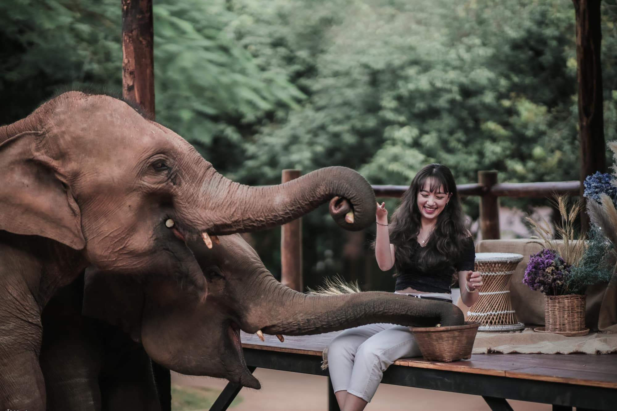 Chiang Mai Essentials