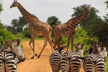 Nairobi National Park and Bomas of Kenya Full-Day Tour