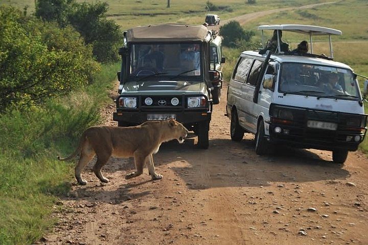 Nairobi National Park Wildlife Safari Tour with Airport Pickup