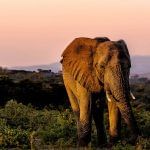 Elephants roaming against a sunset-hued backdrop.