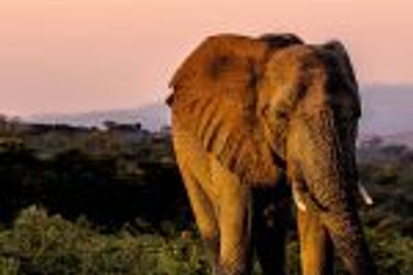 Elephants roaming against a sunset-hued backdrop.