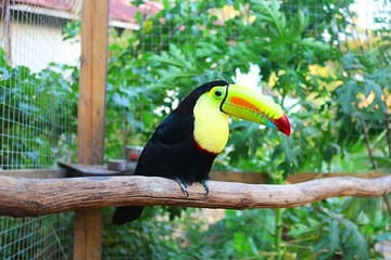 ATV Adventure and Wildlife Encounter in West End, Honduras