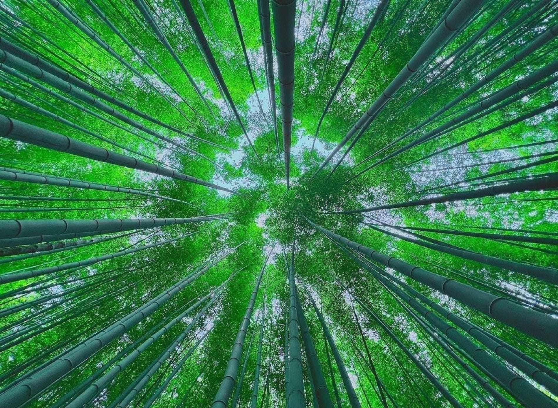 Dense bamboo and serene pathways in Ahopsan Forest