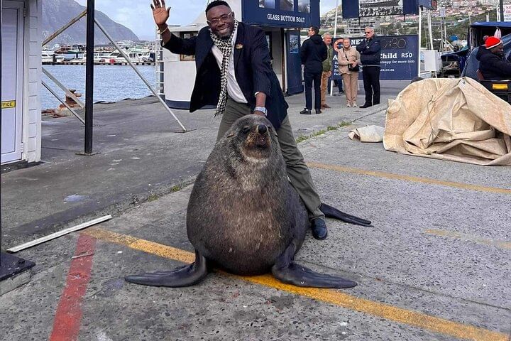 Cape Peninsula penguins, seals and wine Tasting Sharing Tour