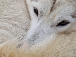 Siberian Husky Dog Sledding, photo 18