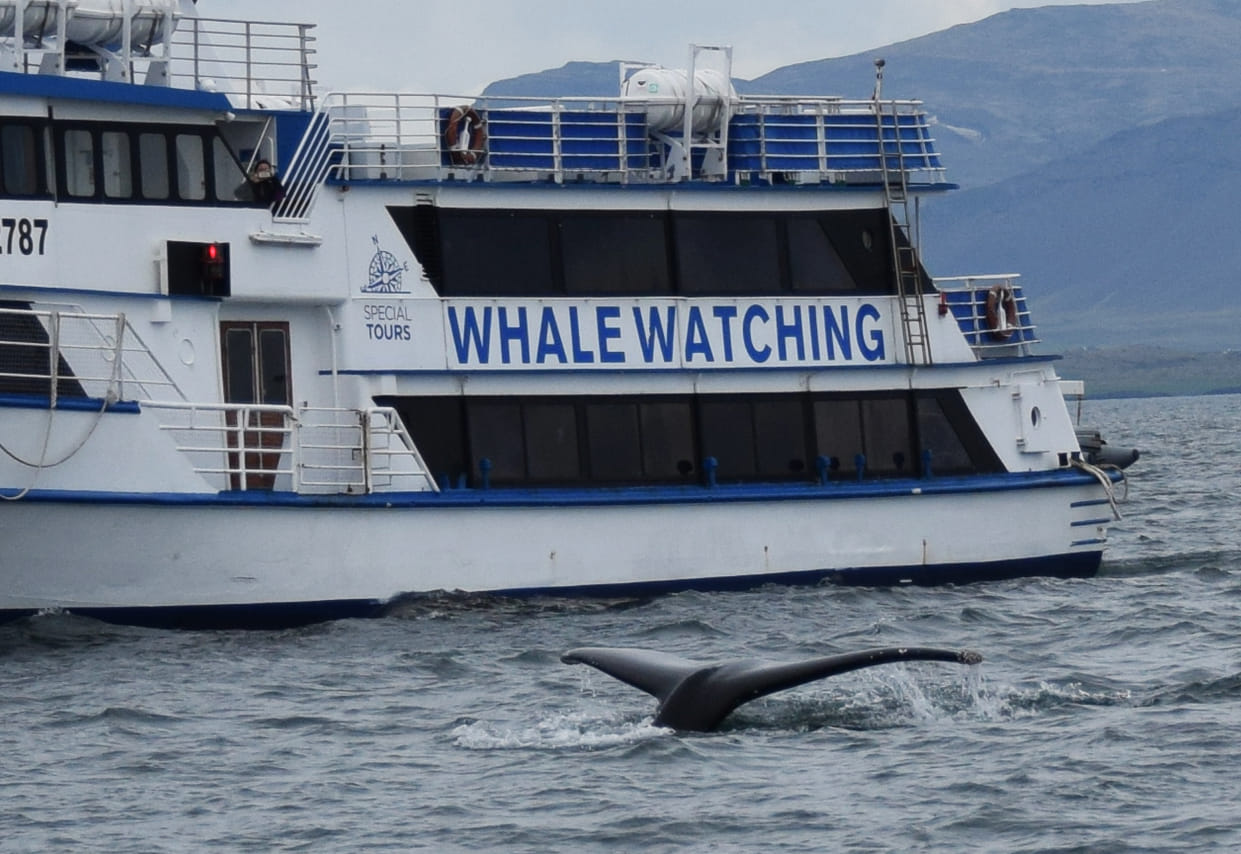 Whales & Puffins 2