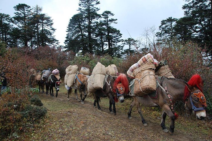 Druk Path Trek in Stunning Bhutan: Explore Iconic Monasteries & Nature