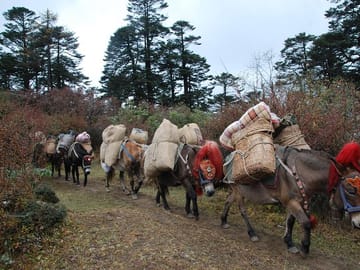 Mules transporting treking supplies