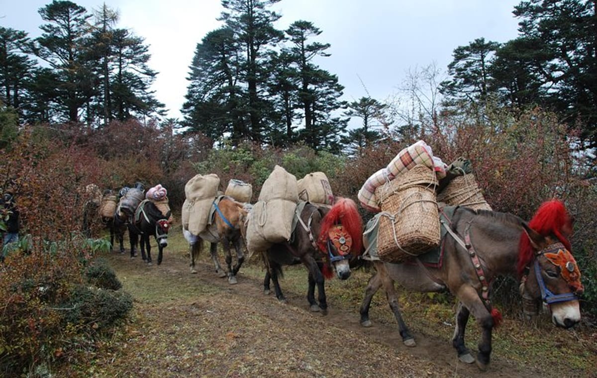 10 Days Druk Path Trek in Pristine Bhutan