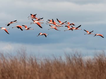 Flamingos of the Laguna