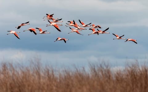 Full-Day Nature Tour to Laguna de los Pozuelos from Tilcara