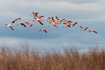 Full-Day Nature Tour to Laguna de los Pozuelos from Tilcara