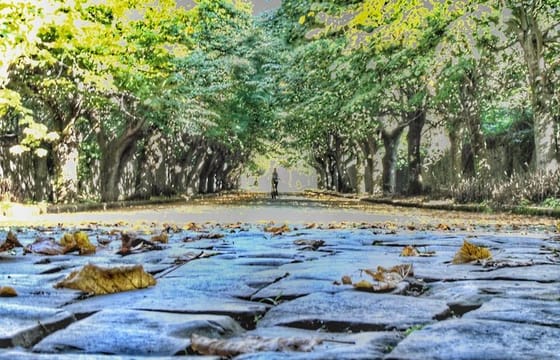 Bike excursion between history and vineyards: discovering Frascati