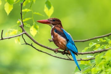 Bird Watching Sri Lanka