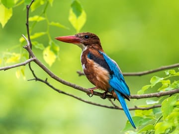 Bird Watching Tour in Colombo and Sri Lanka's Nature Spots