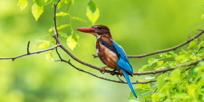 Bird Watching Sri Lanka photo 3