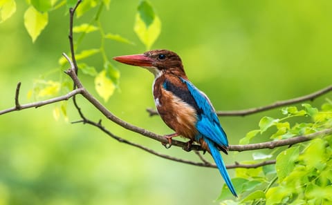 Bird Watching Tour in Colombo and Sri Lanka's Nature Spots