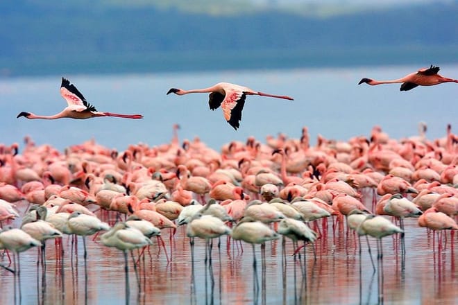 Flamingos at Lake Nakuru