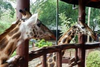 Day tour to Giraffe center elephant trust and Nairobi safari walk 4