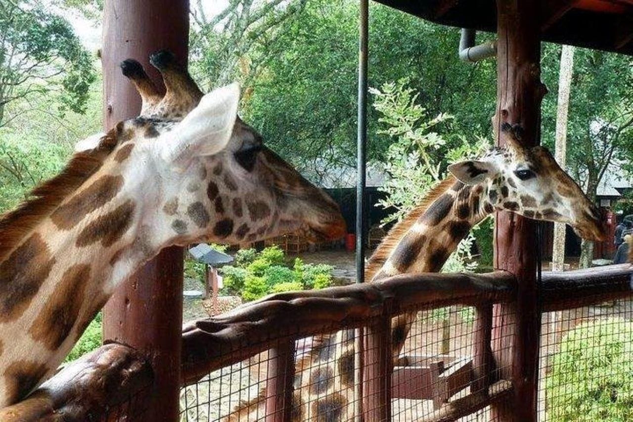 Day tour to Giraffe center elephant trust and Nairobi safari walk 4