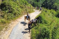 Horseback riding in the Atlantic forest BY PARATY TOURS 6