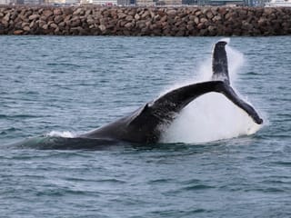 Reykjavík Classic Whale Watching , photo 34