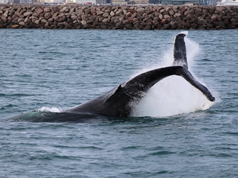 Reykjavík Classic Whale Watching , photo 34