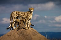 Flying Masai Mara 3days