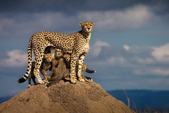 Flying Masai Mara 3days
