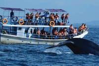 Whale Watching Experience in Mirissa 2