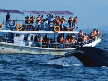 Whale Watching Tour from Mirissa, Sri Lanka