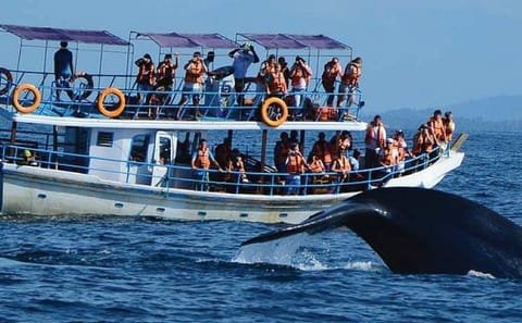 Whale Watching Tour from Mirissa, Sri Lanka