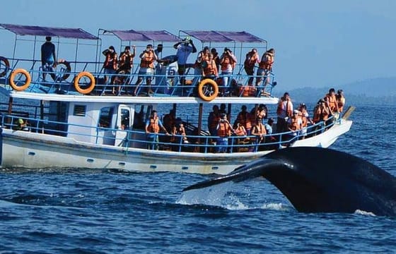 Whale Watching Experience in Mirissa