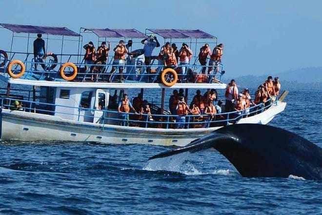 Whale Watching Experience in Mirissa 2