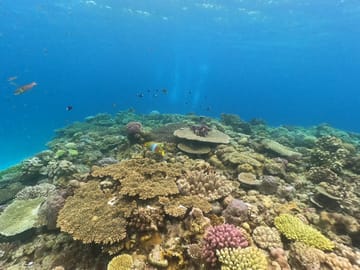 Snorkeling Tour in Motobu: Explore Okinawa's Underwater Beauty