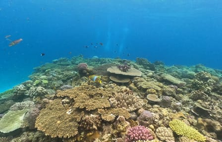 Snorkeling Tour in Motobu: Explore Okinawa's Underwater Beauty
