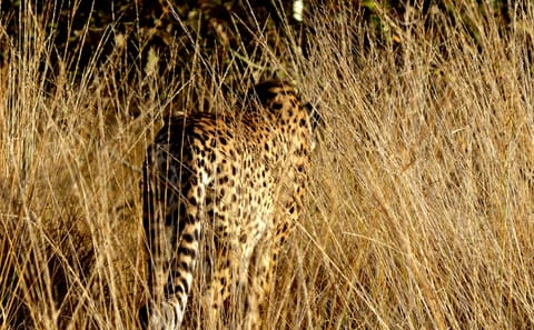 6 Day Tanzania Big Five safari