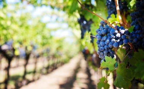 Wine Tasting and Cheese Pairing Tour in Cape Town and Franschhoek