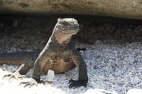 Galapagos fauna
