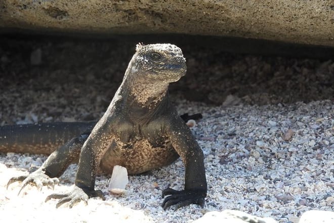 Galapagos fauna