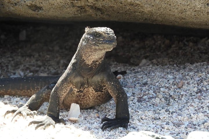 Galapagos fauna