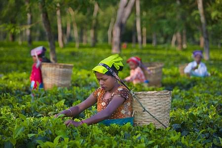 Kiambethu Tea Farm Experience: Tour, Tasting & Lunch from Nairobi