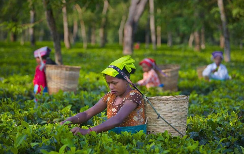 Kiambethu Tea Farm Tour with Lunch from Nairobi