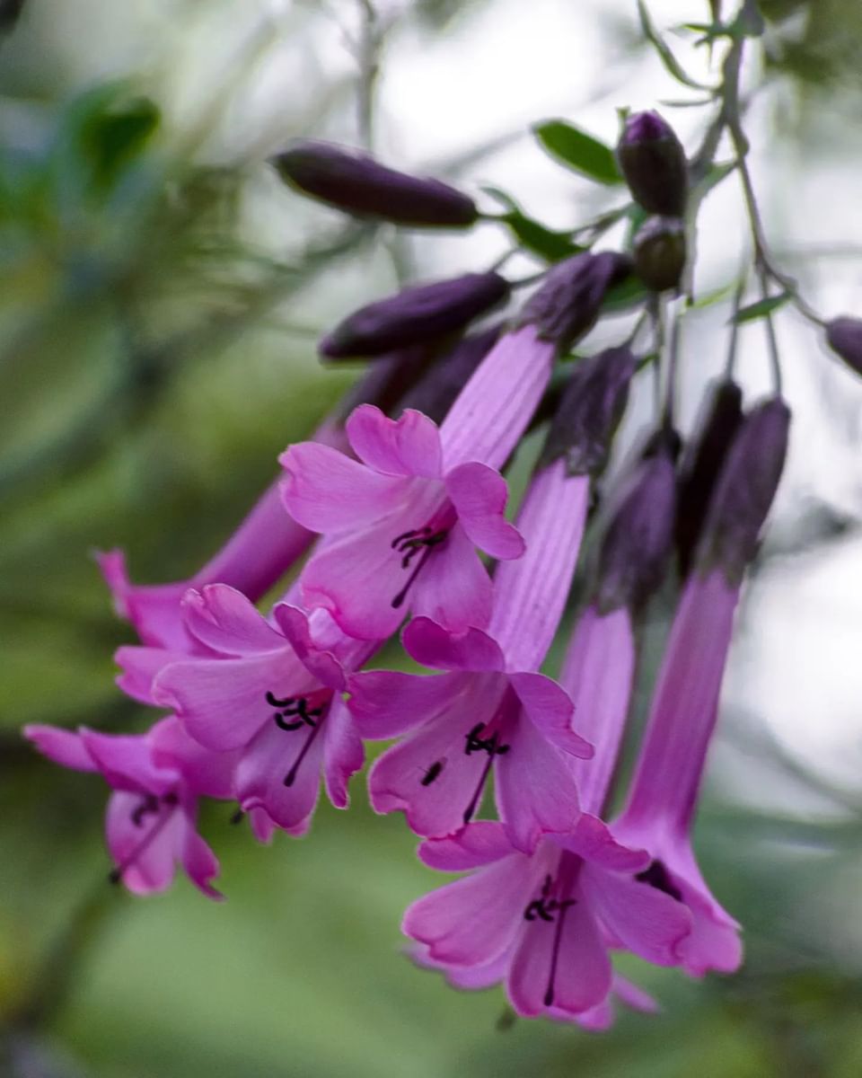 Are-02 : Colca Canyon Day Tour